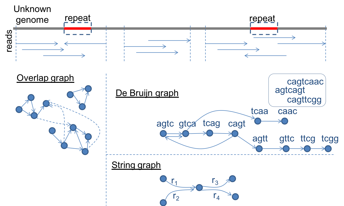 genome_assembly